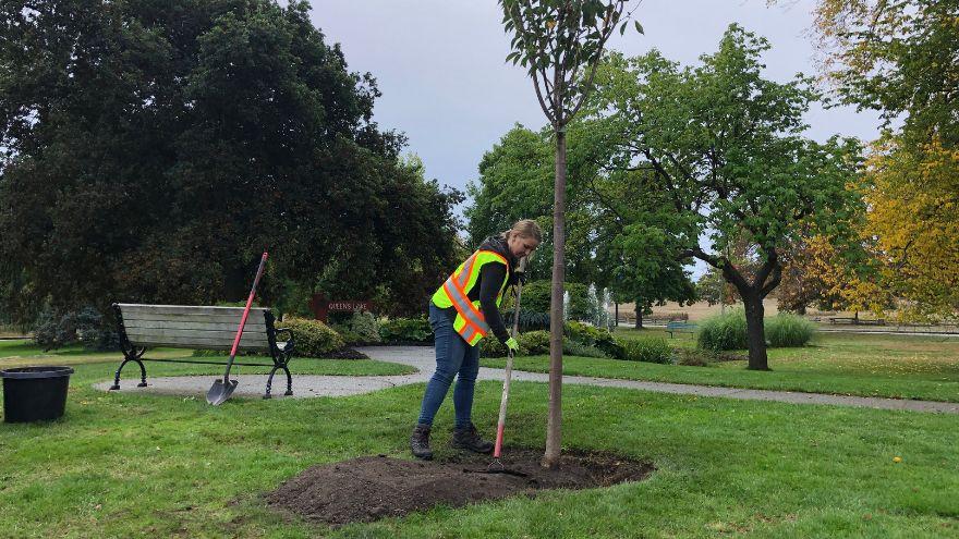 Trees Planting & Removal | City of Victoria